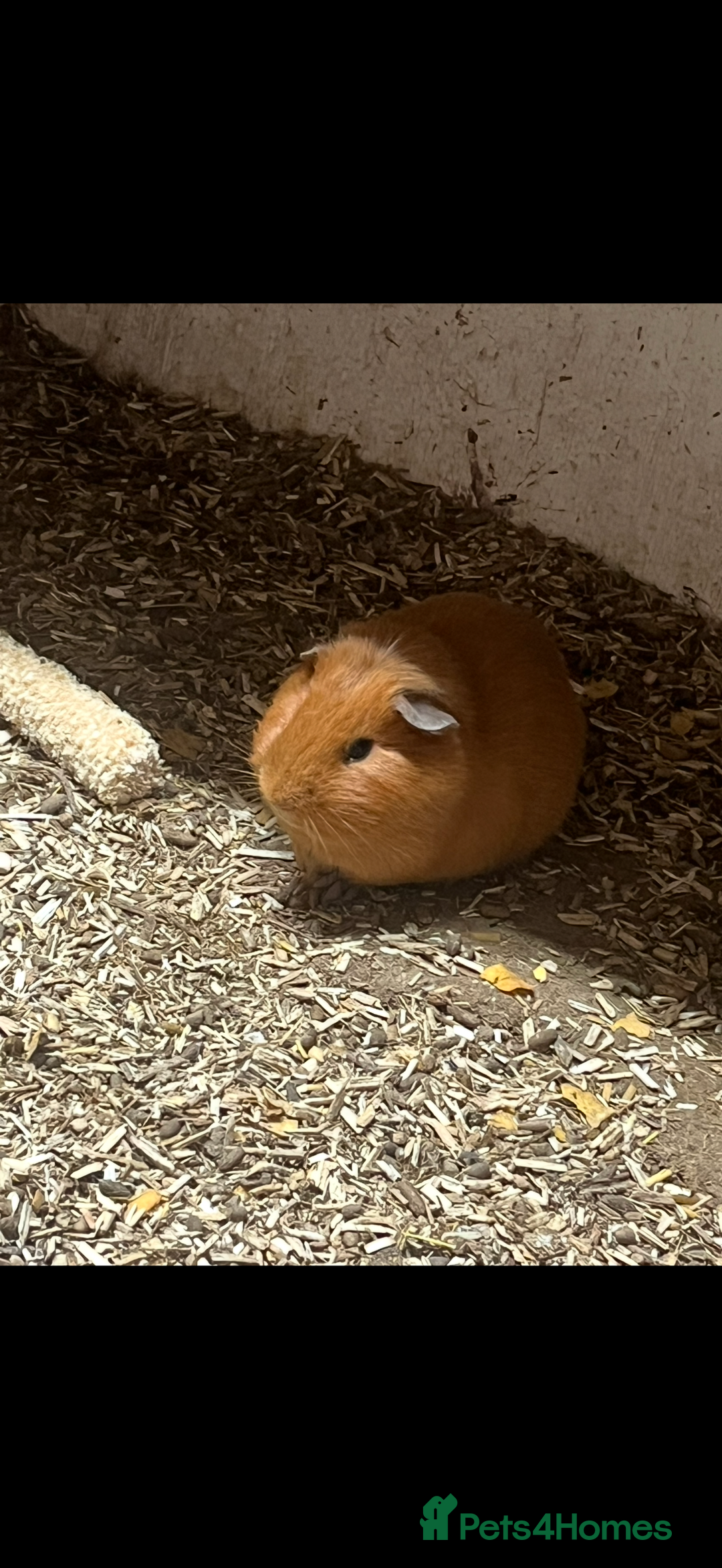 Guinea Pig rodents for sale: Guinea pigs 🐹 - Advert 6