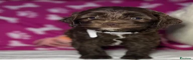 Cockapoo 3