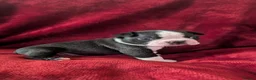 Boston Terrier dogs for sale: Boston Terriers for sale  - Advert 6