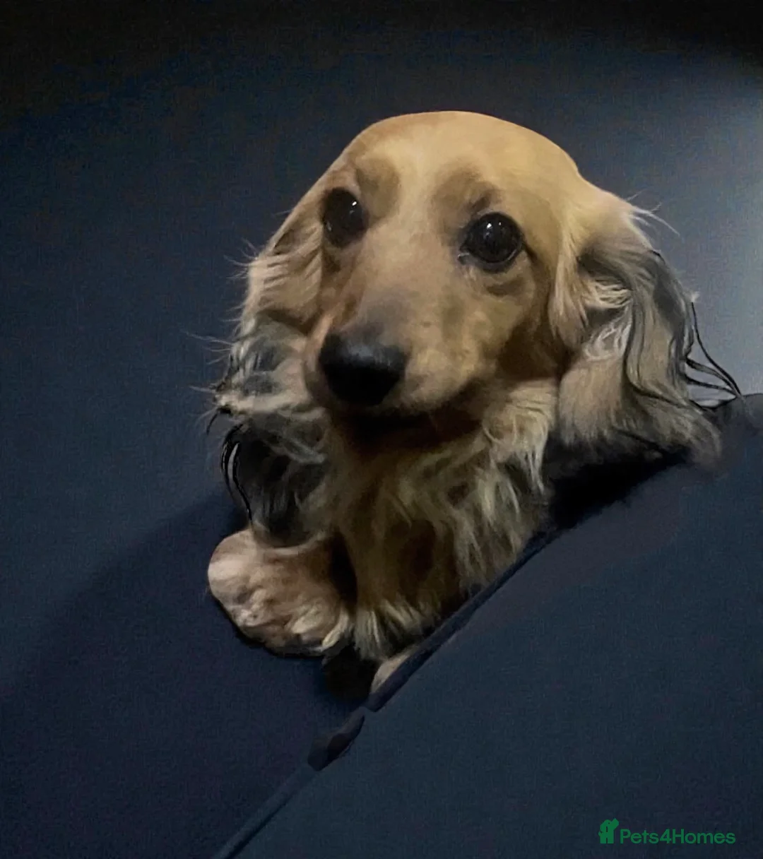 Miniature Dachshund dogs for sale: KC Long Hair Mini Dachshunds  - Advert 12