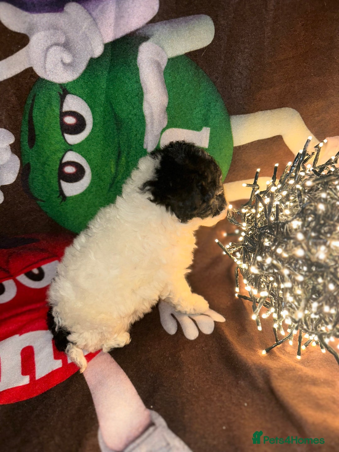 Cavapoo dogs for sale: Beautiful Rare F1b Cavapoos  - Advert 17