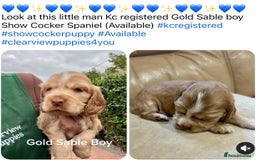 Cocker Spaniel dogs for sale: 4⭐️Licensed KC Reg English Show Cocker Spaniel - Image 12