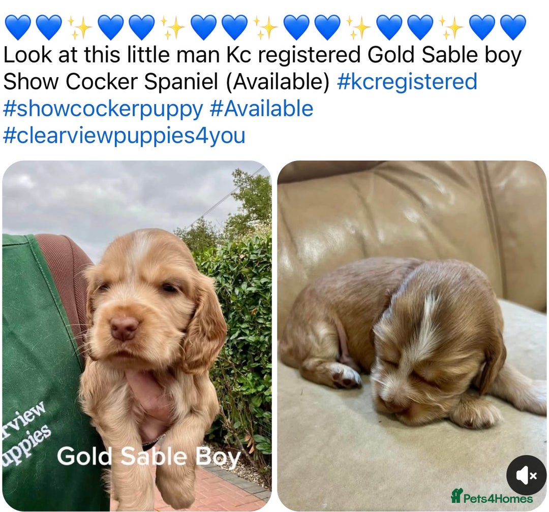 Cocker Spaniel dogs for sale: 4⭐️Licensed KC Reg English Show Cocker Spaniel - Image 12