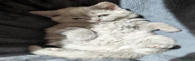 Selkirk Rex 3