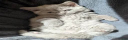 Selkirk Rex cats for sale: 😻 Beautiful Selkirk Rex Kittens 😻 - Advert 22