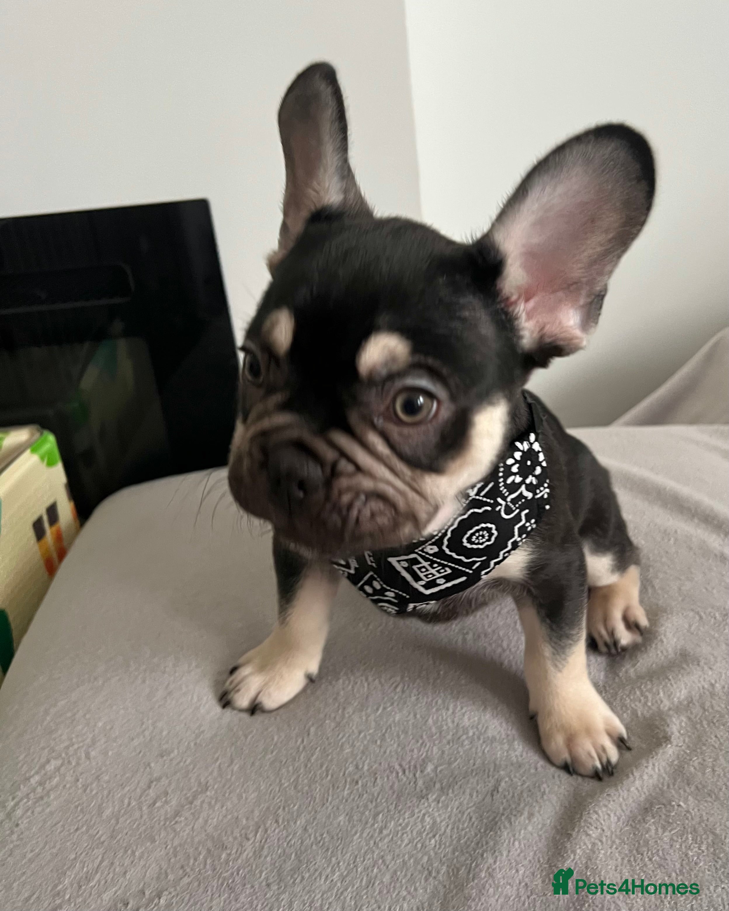 French Bulldog dogs Stunning Kc French Bulldog puppies  - Advert 11