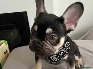 French Bulldog dogs Stunning Kc French Bulldog puppies - Advert 11