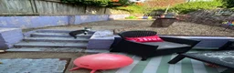 Mixed Breed cats for sale: Gorgeous kitten for sale  in Paignton - Advert 6
