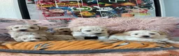 Maltipoo dogs for sale: Toy Maltipoos  - Advert 9