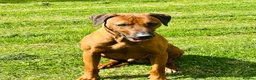 Rhodesian Ridgeback dogs for sale: 5 Star Council Registered Breeder M022667 - Advert 3