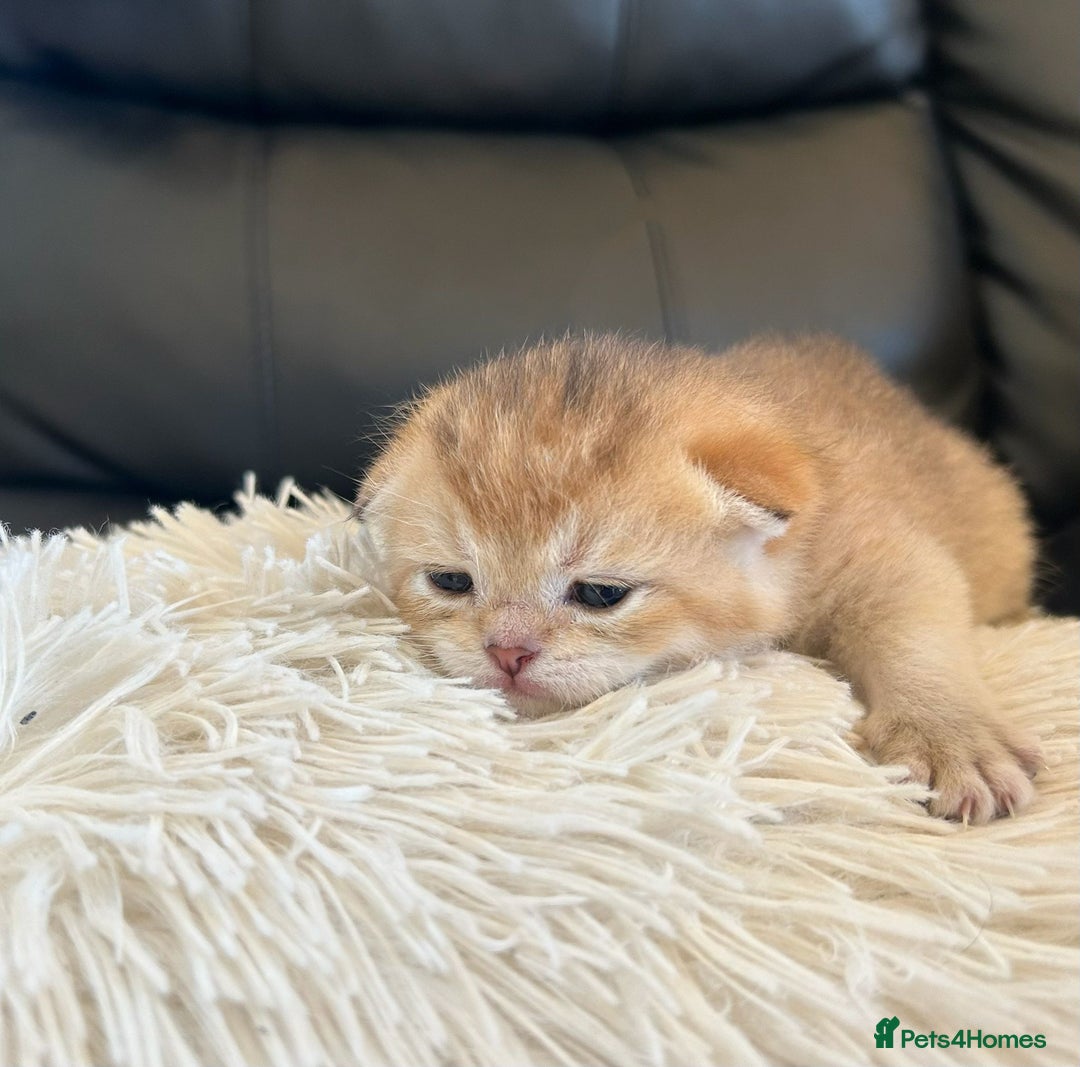 British Shorthair cats for sale: British Shorthair golden kittens available  - Image 2