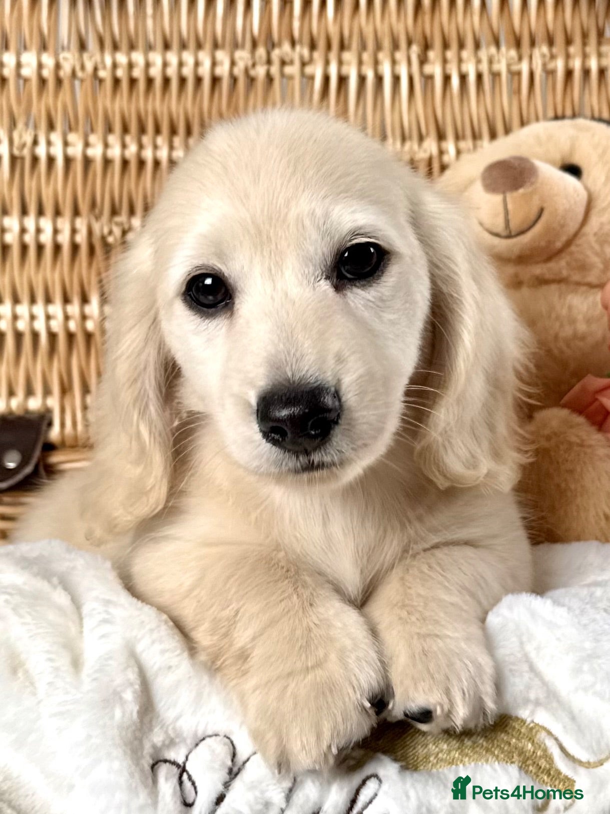 Miniature Dachshund dogs 🤍 Beautiful Cream Longhaired Babies 🤍 - Advert 2