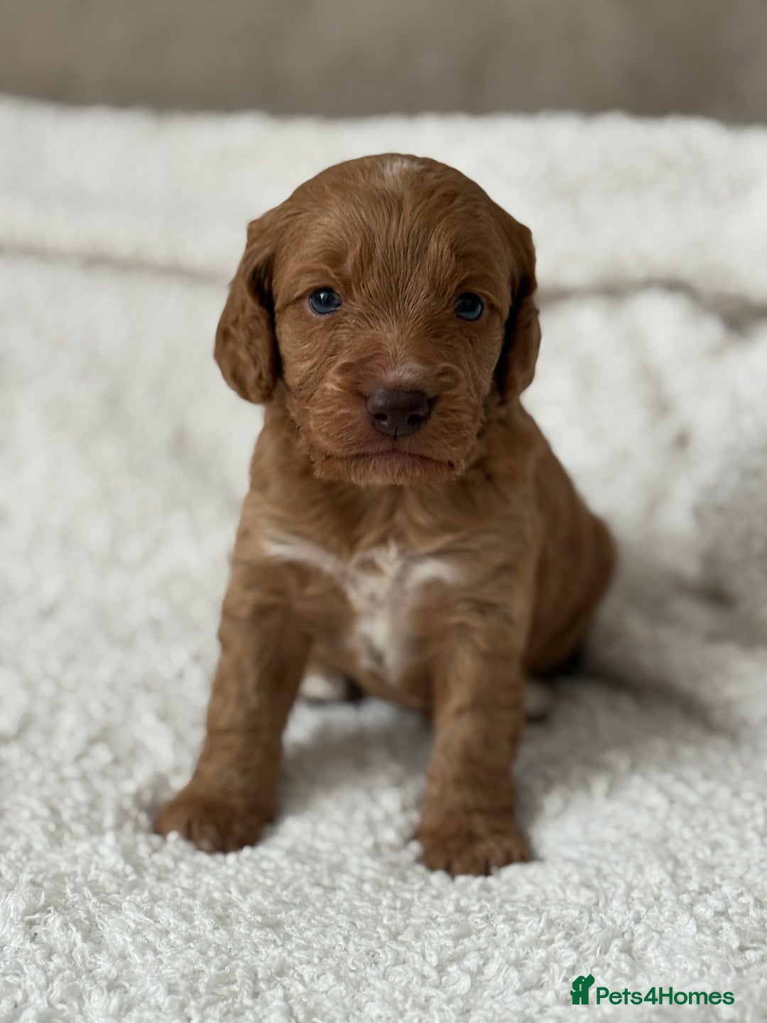 Cockapoo dogs for sale: 🐾Beautiful F2 cockapoos  🐾 - Image 21