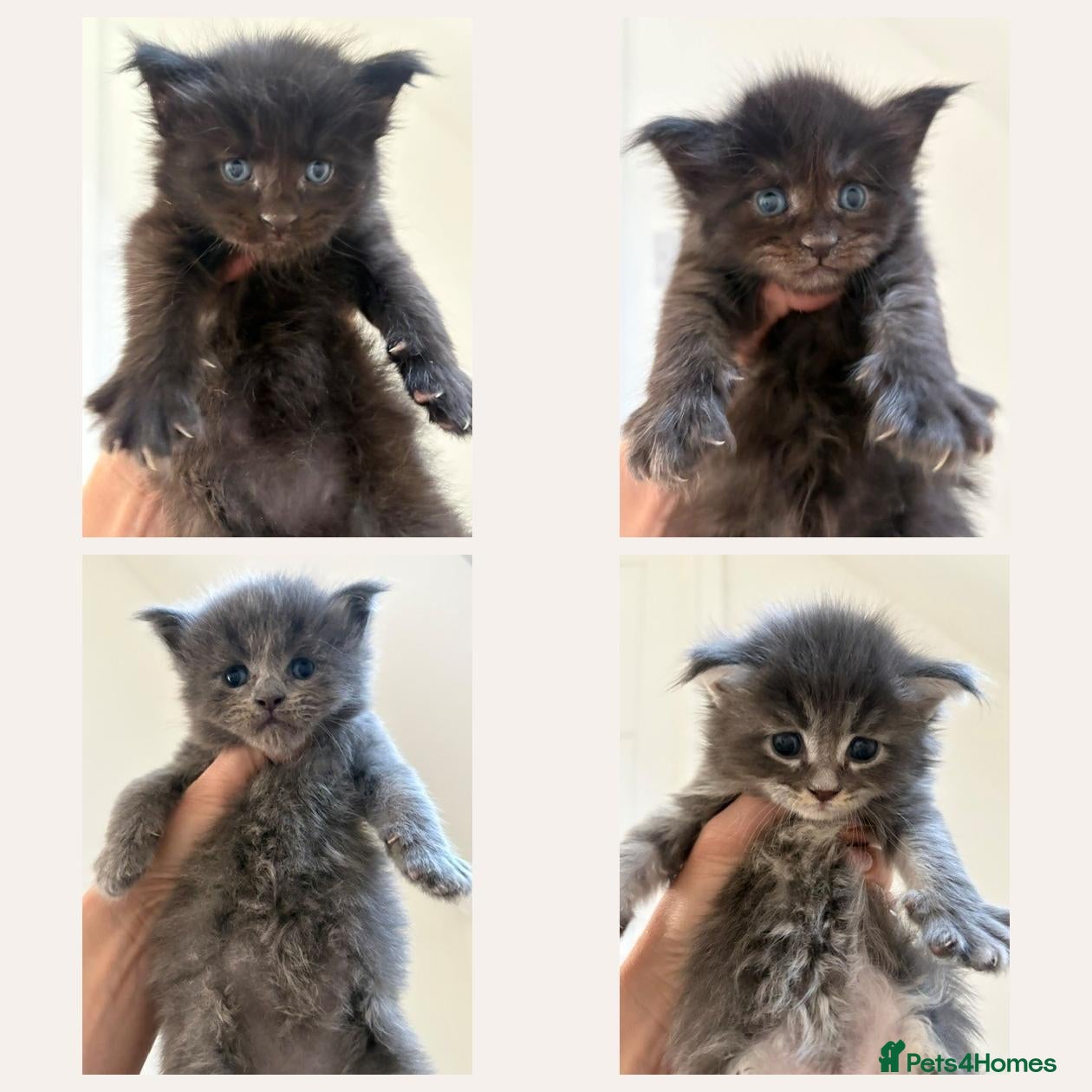 Maine Coon cats 🐈🐈‍⬛Loved & Home raised 💕🐱 - Advert 2