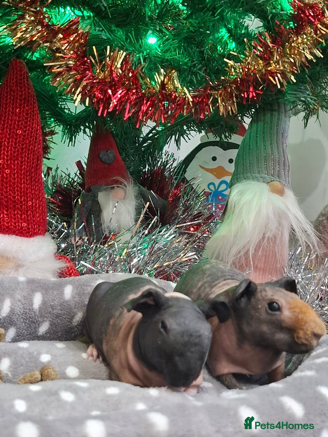 Guinea Pig rodents for sale: Skinny guinea pig boars. - Advert 2