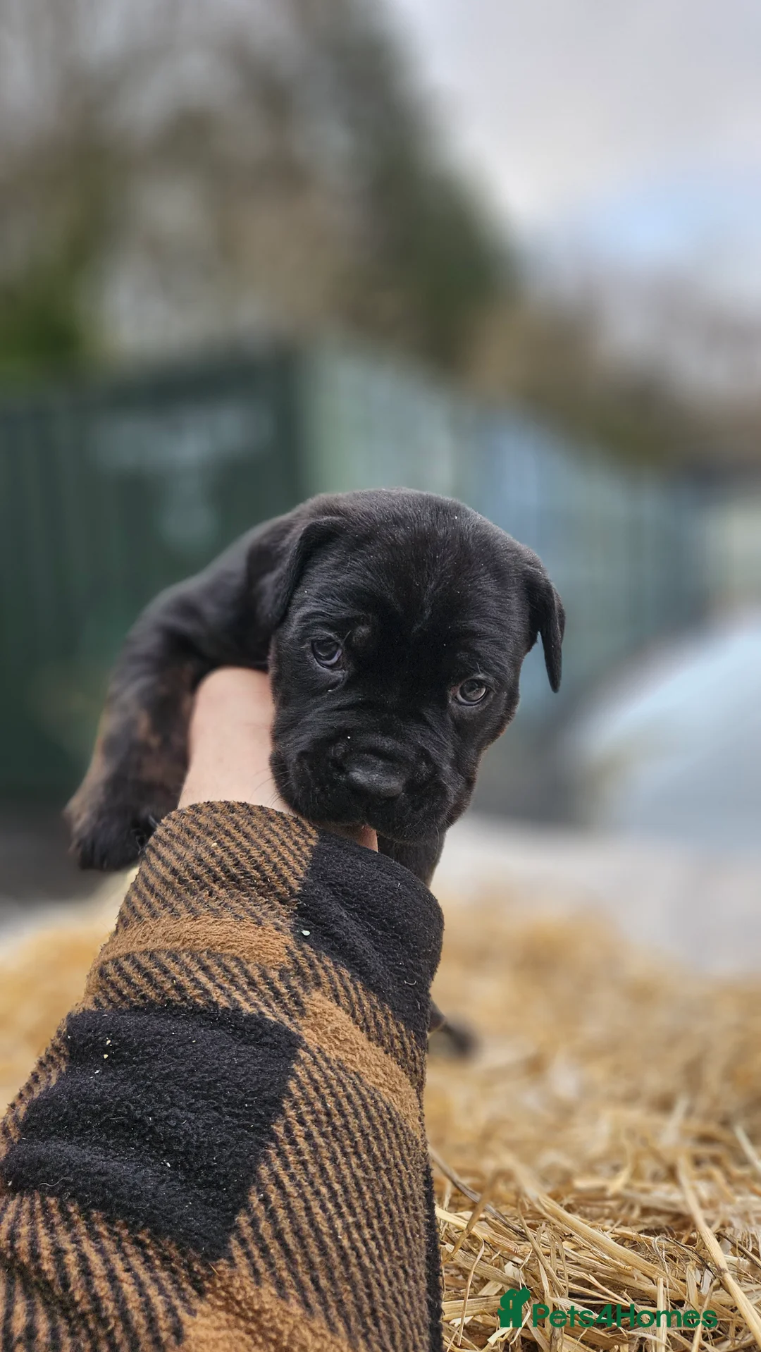 Mixed Breed dogs for sale: CaneWeiler Pupps - Advert 17