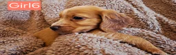 Cocker Spaniel dogs for sale: Beautiful litter of 7 Pedigree Cocker Spaniels in Doncaster - Advert 23