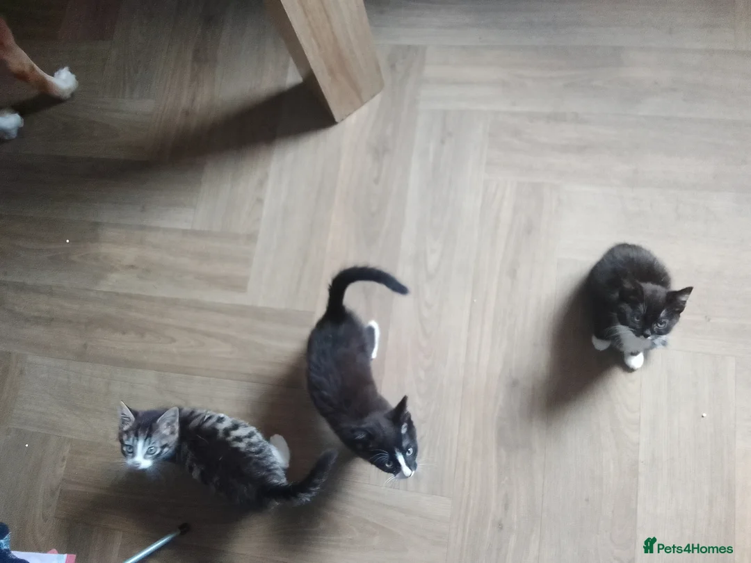 Mixed Breed cats for sale: LAST 4 KITTENS FOR SALE.READY NOW!! - Advert 7