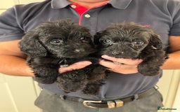 Cockapoo dogs for sale: Cockapoos - Image 4