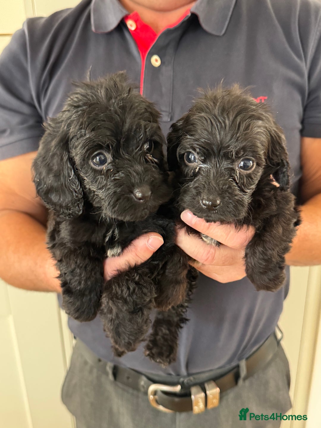 Cockapoo dogs for sale: Cockapoos - Image 4
