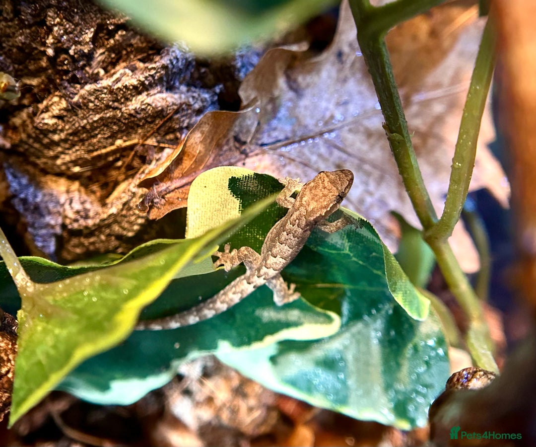 Gecko reptiles for sale: Baby mourning geckos for sale  - Advert 2