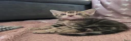 Mixed Breed cats for sale: Beautiful kittens looking for their forever homes  - Advert 7