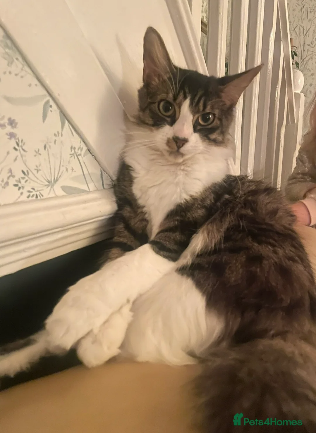 Norwegian Forest Cat cats for sale: Norwegian forest cat mix in Hartlepool - Advert 14