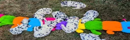 Dalmatian dogs for sale: All pups sold, sorry. - Advert 4