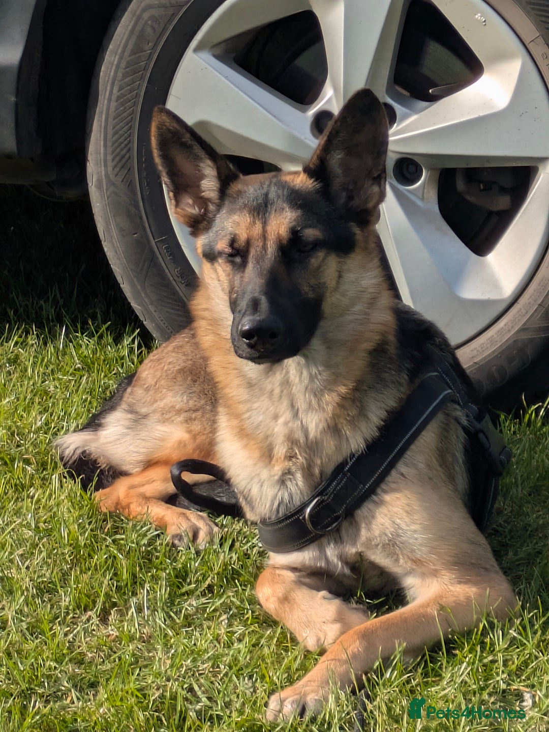 German Shepherd dogs for sale: Female German shepherd  - Advert 8