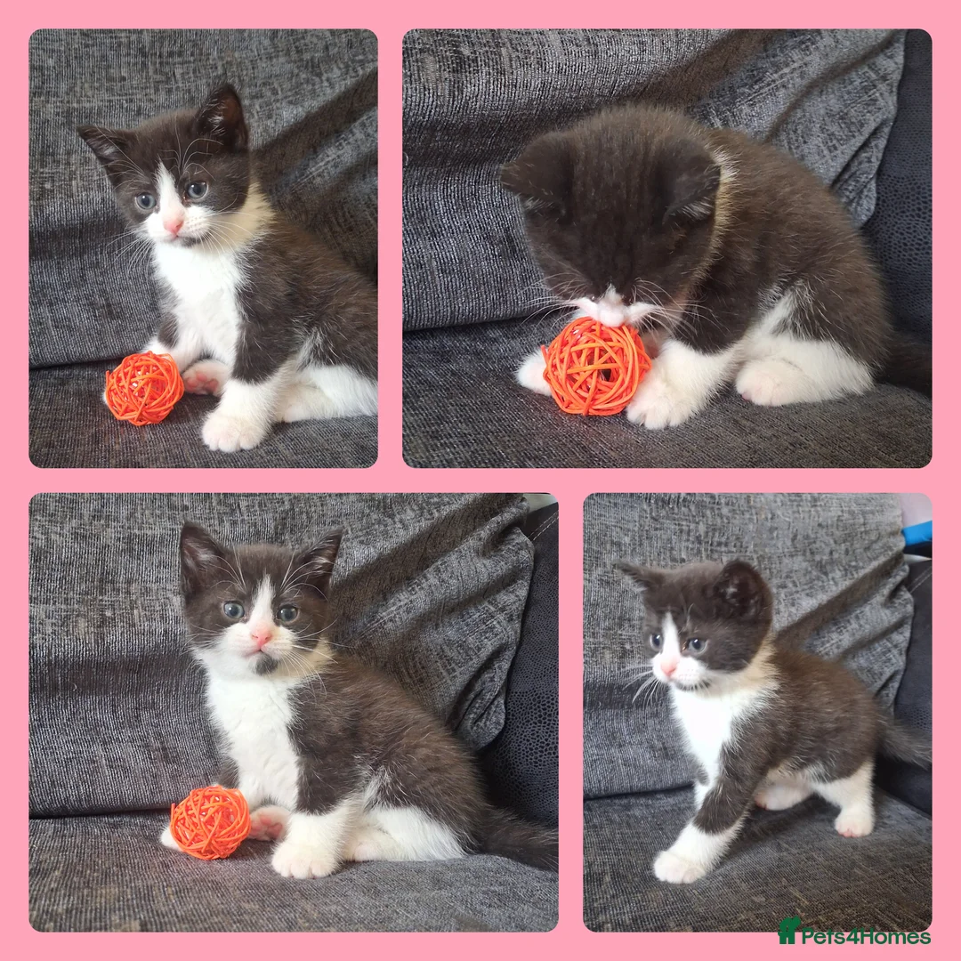 British Longhair cats for sale: 3 Beautiful Playful Tuxedo Kittens (2 Boys 1 Girl) in Ilminster - Advert 2
