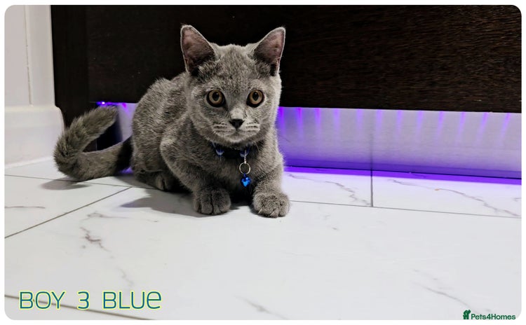 British Shorthair cats - Advert 5