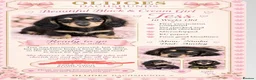 Miniature Dachshund dogs for sale: Stunning last Girl  - Advert 6