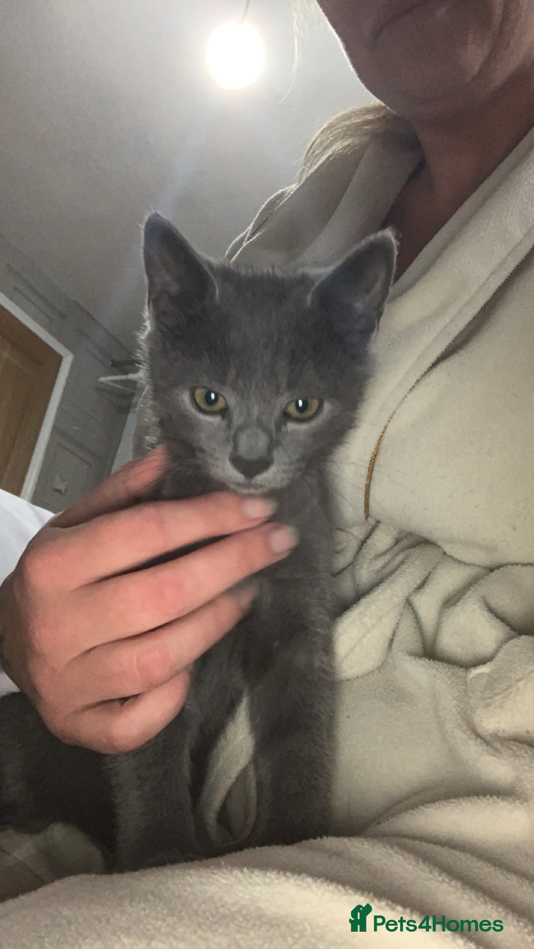 Russian Blue cats for sale: Russian blue beauty  - Image 3