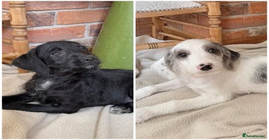 Mixed Breed dogs in Rhayader - Advert 6