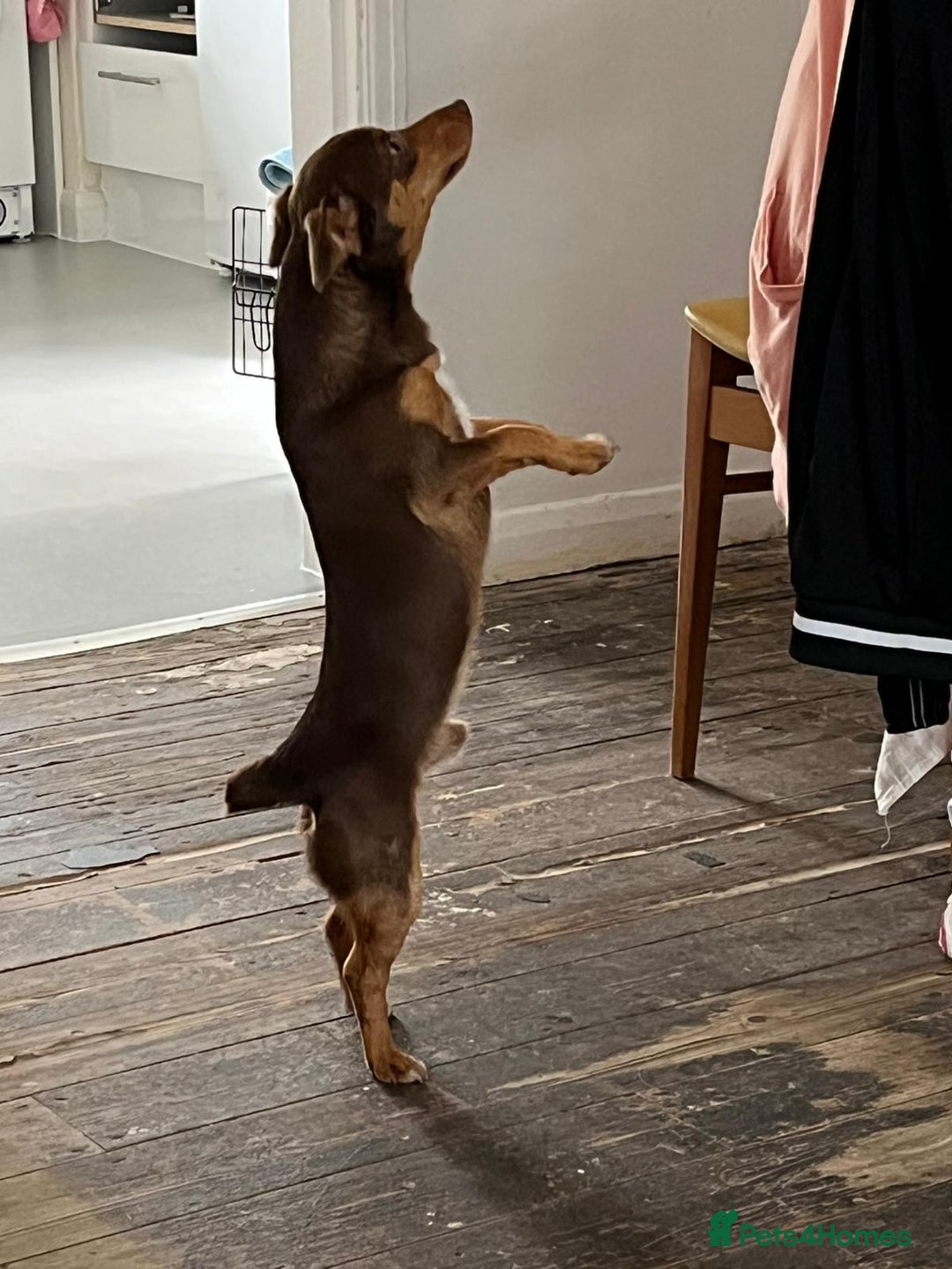 Jack Russell dogs for sale: Jack Russell (Rocky) - Advert 3