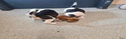 Beagle dogs for sale: 4 beagle puppies - Advert 11