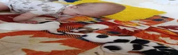 Jack Russell dogs for sale: 5 Beautiful Jack Russell Puppies - Advert 11