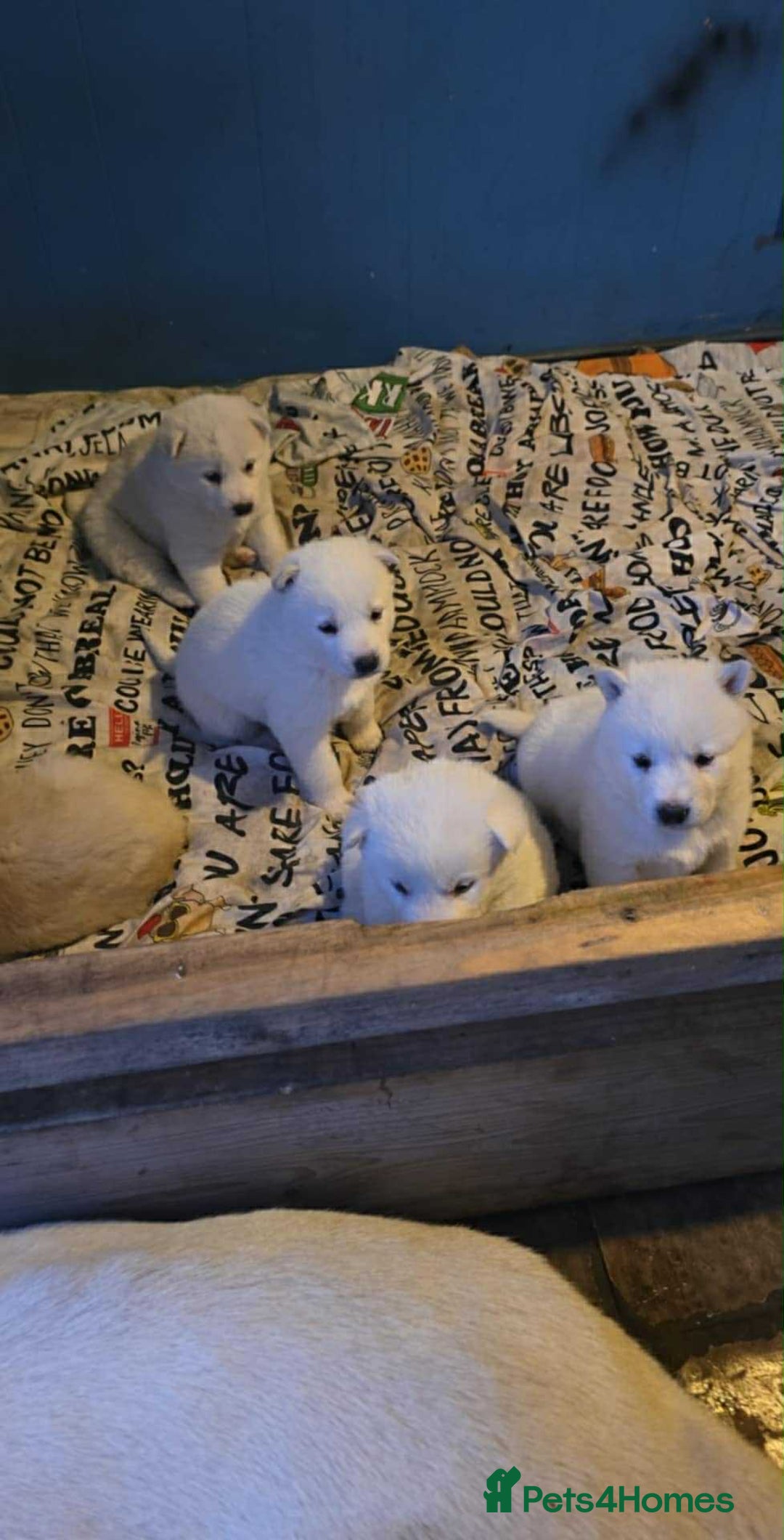 Huskita dogs for sale: 4 beautiful female akita X husky - Advert 4