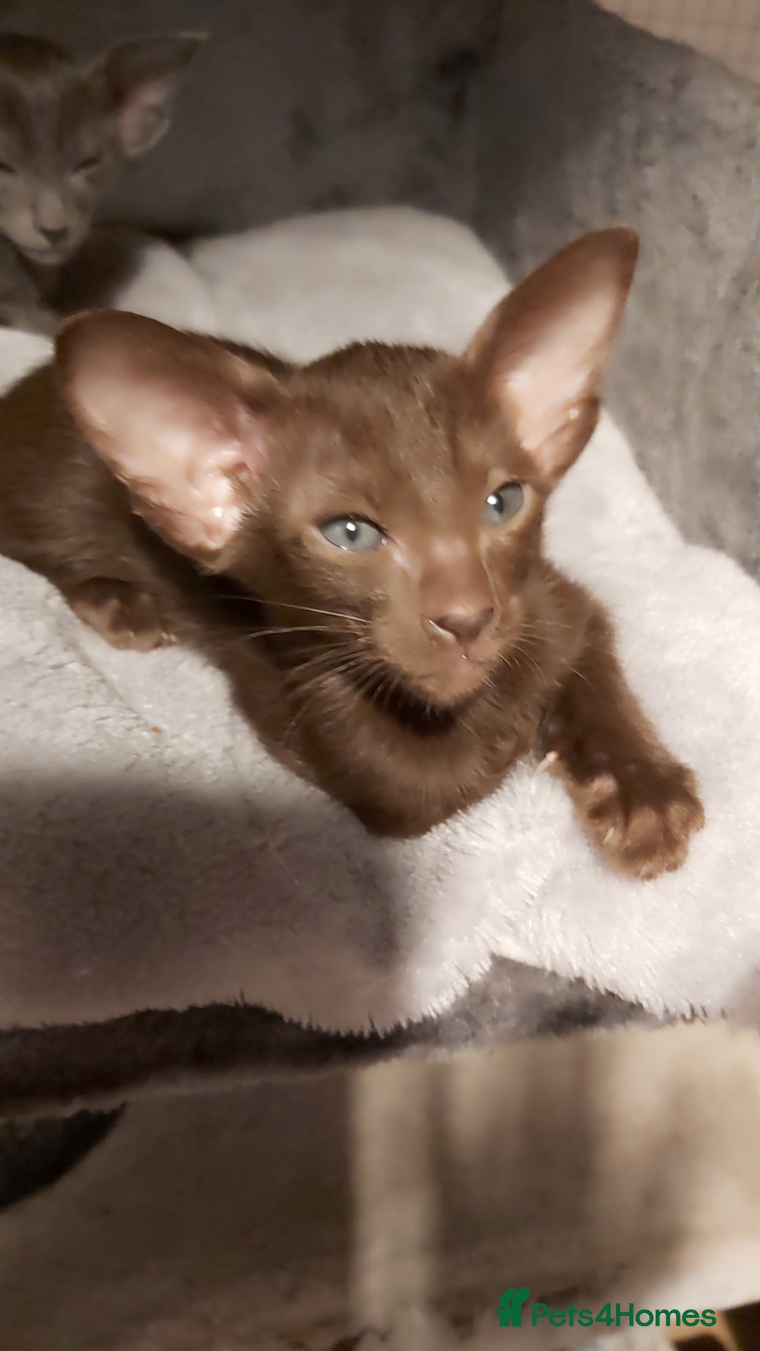 Oriental cats for sale: Full Pedigree Oriental 1 Kitten XL size ears GCCF - Advert 36