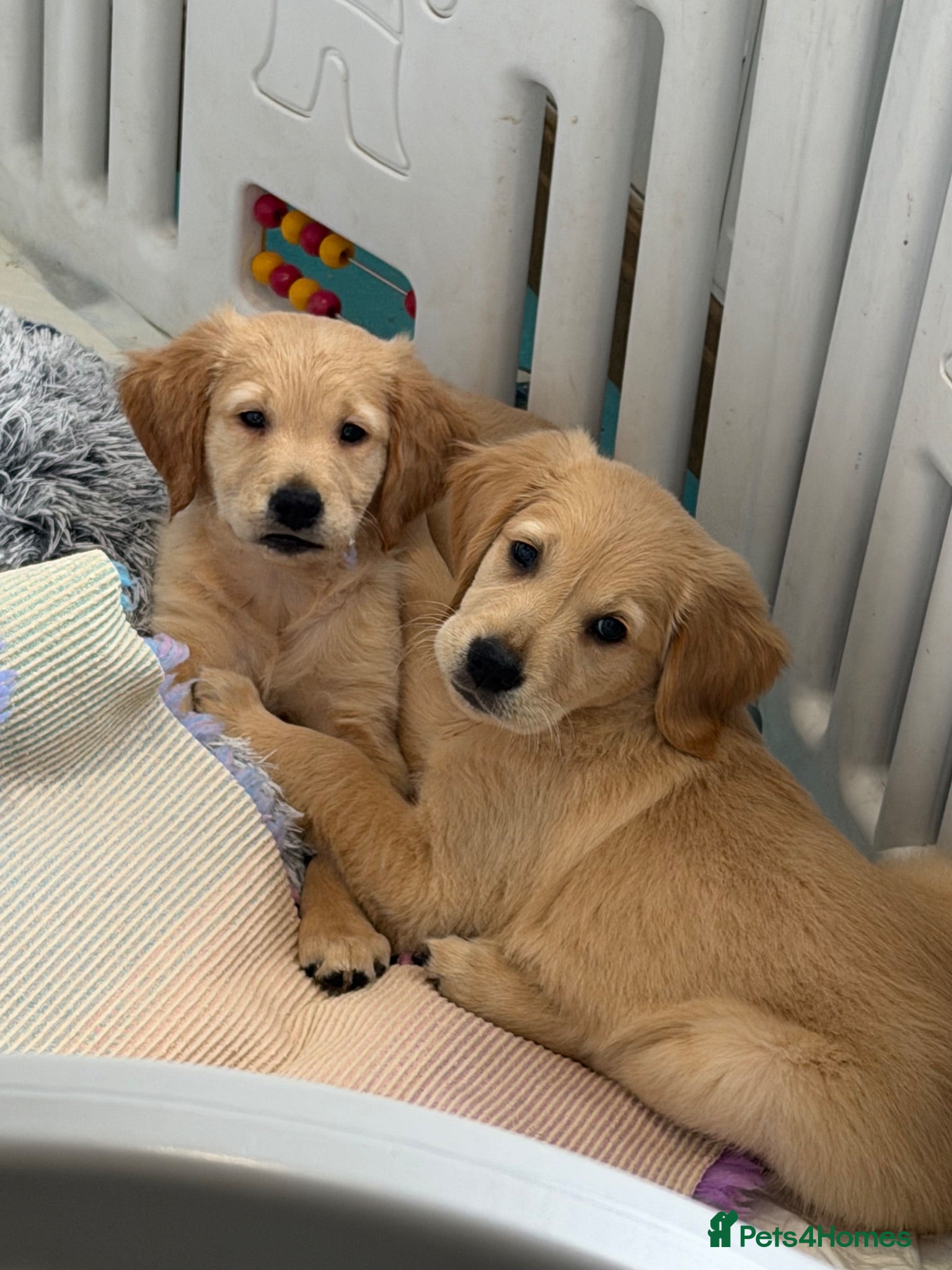 Golden Retriever dogs Ready to leave Kc reg beautiful litter of puppies - Advert 11