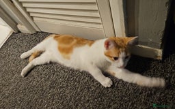 Domestic Shorthair cats for sale: Pets are ready for new home.  - Image 4