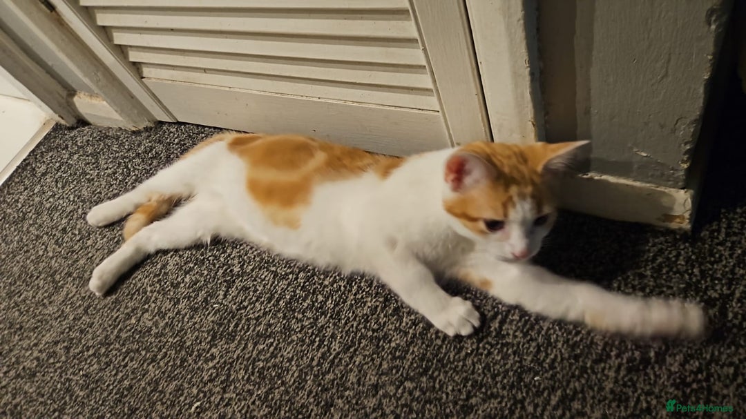 Domestic Shorthair cats for sale: Pets are ready for new home.  - Image 4