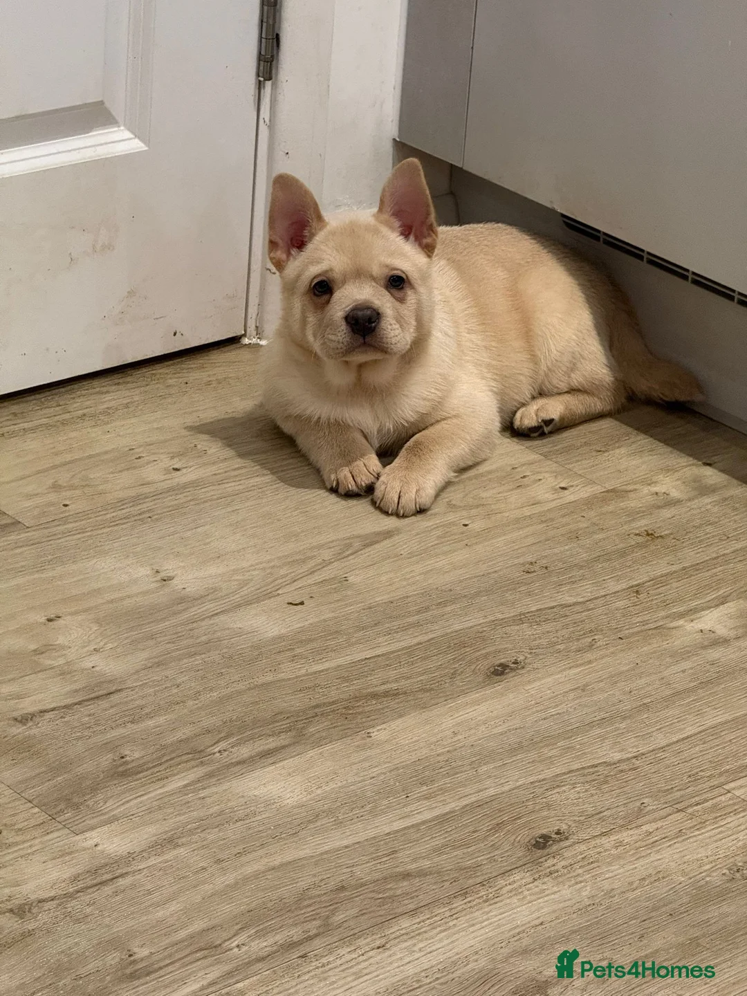 Mixed Breed dogs for sale: French chow puppies  - Advert 5