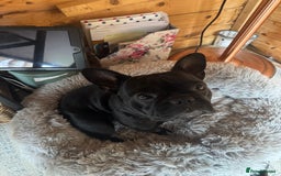 French Bulldog dogs for sale: Gorgeous little girl 17m - Image 7
