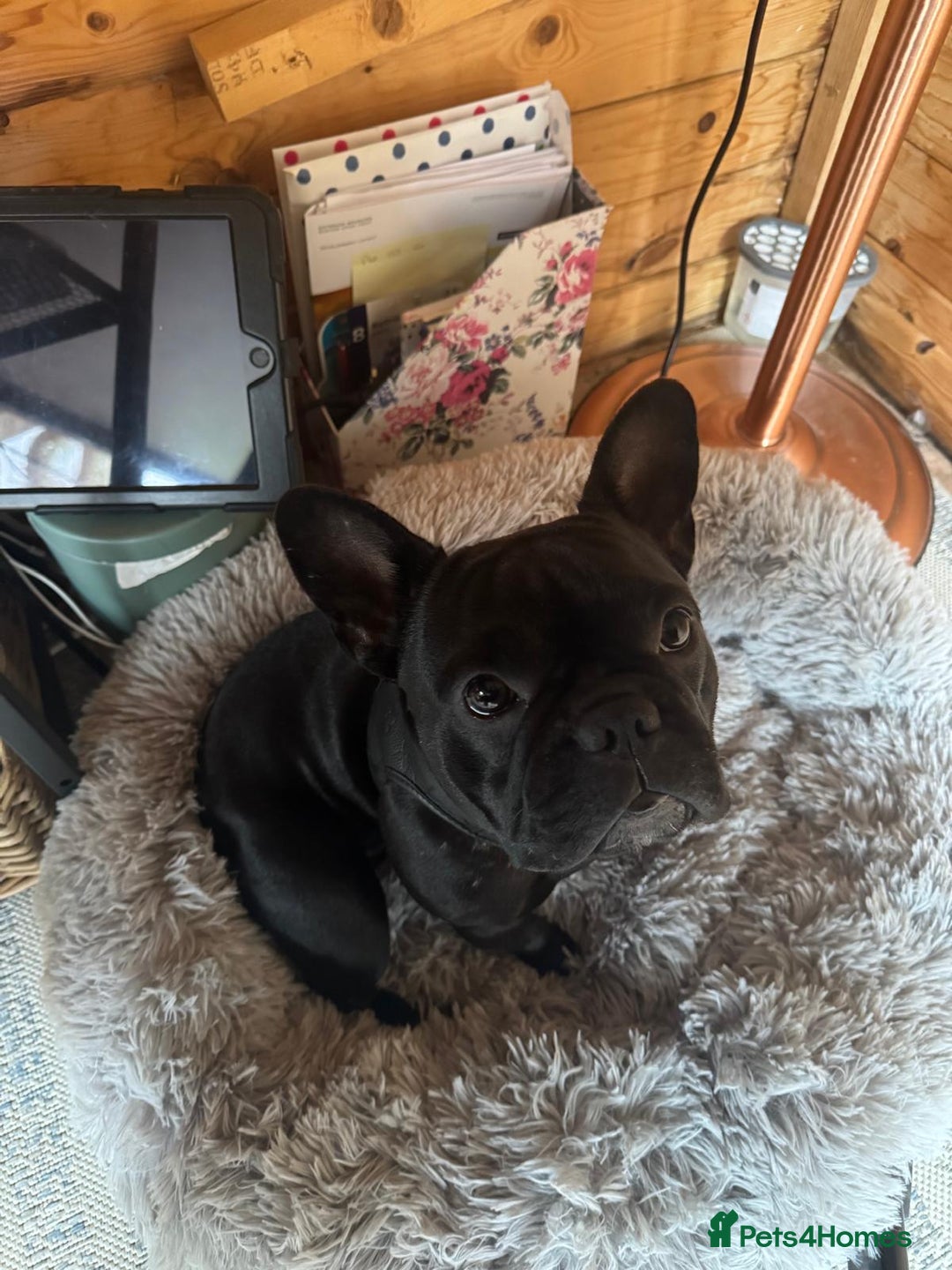French Bulldog dogs for sale: Gorgeous little girl 17m - Image 7