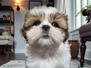 Shih Tzu dogs 💞 QUALITY STANDARD SHIH TZU 💞 - Advert 3