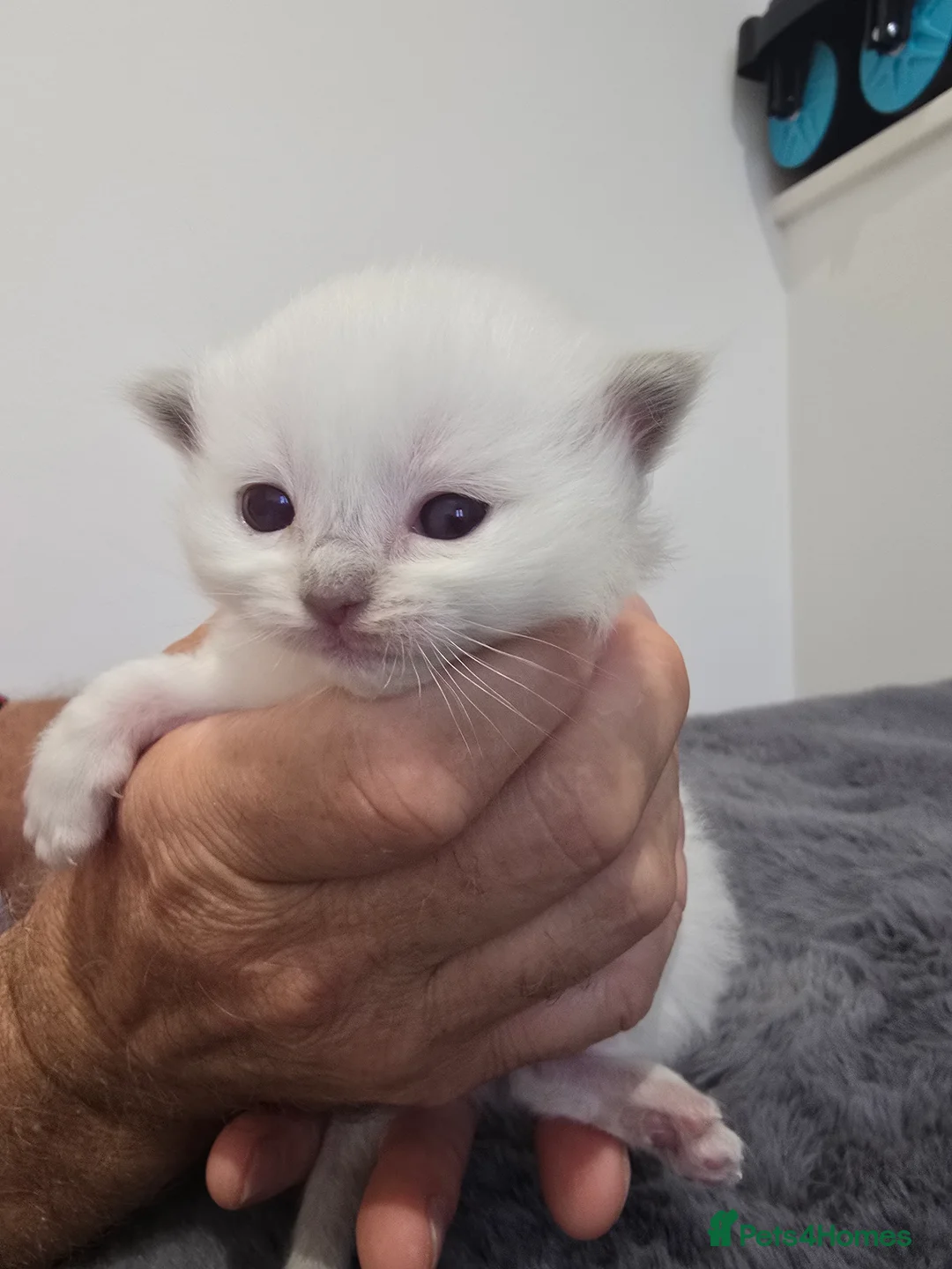 Ragdoll cats for sale: Tica registered Ragdoll kittens, lilac and blue - Advert 11