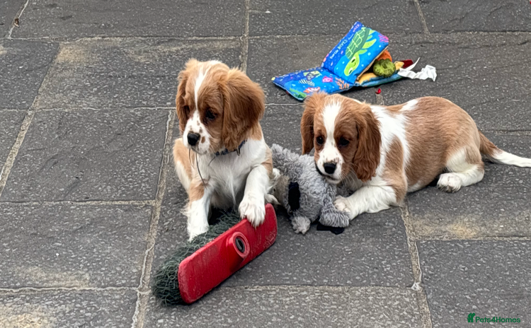 Cavalier King Charles Spaniel dogs - Advert 8