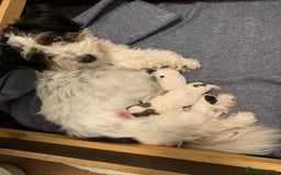 Jack Russell dogs for sale: KC Registered Jack Russell Puppies - Image 4