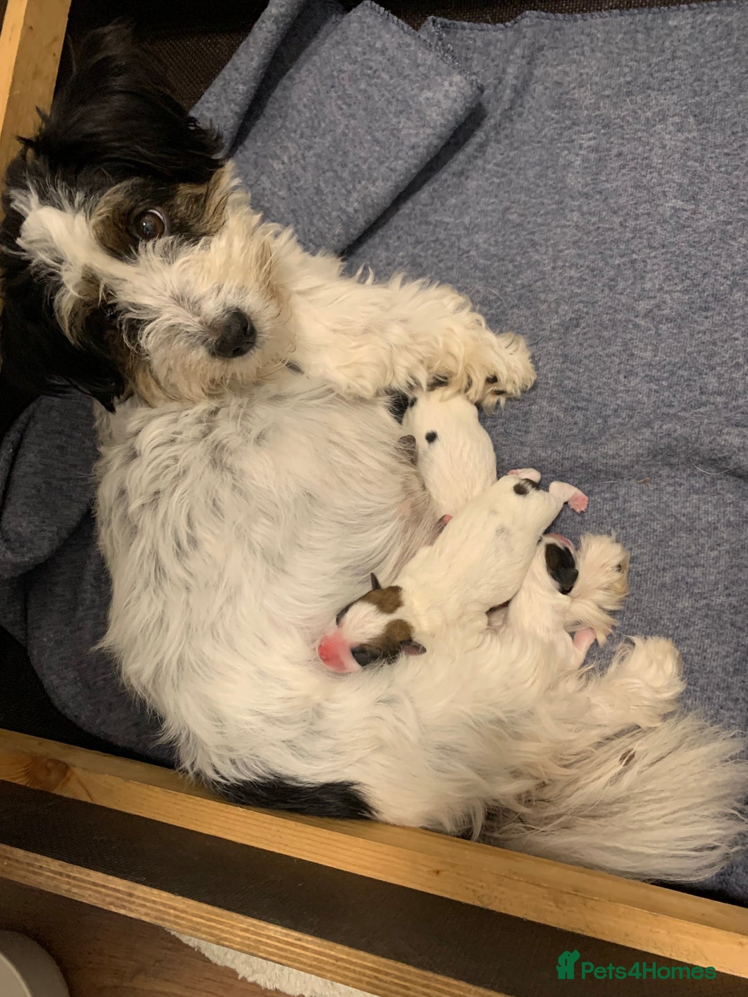 Jack Russell dogs for sale: KC Registered Jack Russell Puppies - Image 4